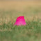 Steeden Telescopic Kicking Tee - Pink